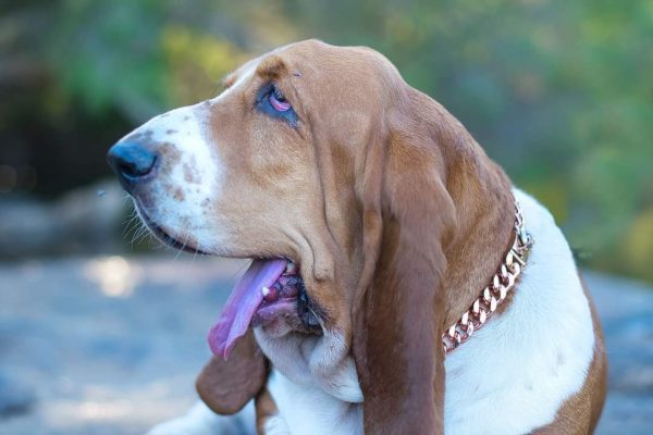 Copper Collar in Big Dog | Dog Copper Collars Australia| KB Copper Collars