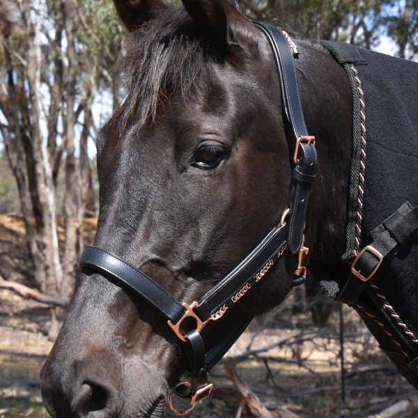 Horse leather Collar | Dog Copper Collars Australia| KB Copper Collars