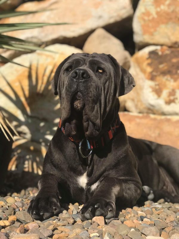 Black Dog with Collar | Dog Copper Collars Australia| KB Copper Collars
