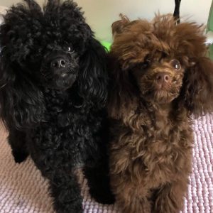 Black and Brown Toy Poodle | Dog Copper Collars Australia | KB Copper Collars