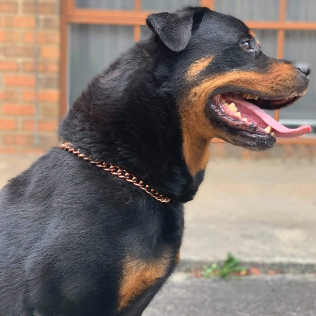 Dog Copper Collars Australia KB Copper Collars and Pet Supplies