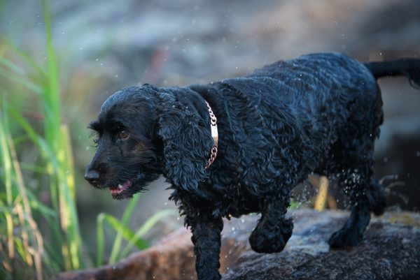 Black Dog in Copper Collar | Dog Copper Collars Australia| KB Copper Collars