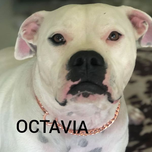 Octavia | Dog Copper Collars Australia| KB Copper Collars