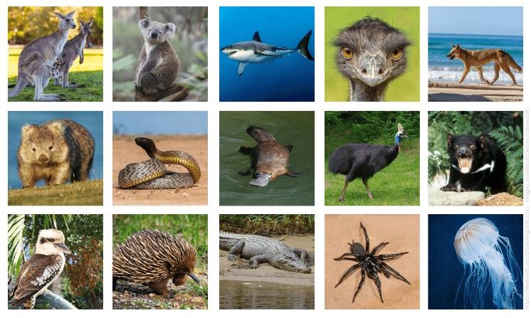 Support Australian Wild Life Society